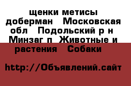 щенки метисы доберман - Московская обл., Подольский р-н, Минзаг п. Животные и растения » Собаки   